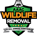 Port St Lucie Wildlife Removal